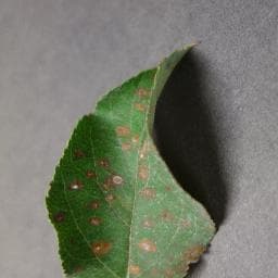 Cedar Apple Rust on Apple