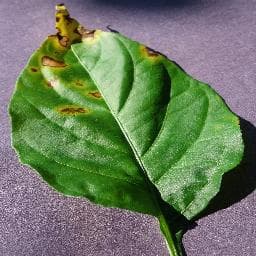 Bacterial Spot on Pepper, bell