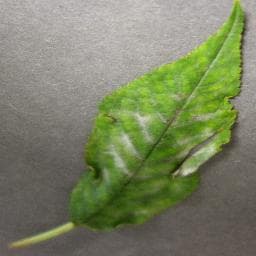 Powdery Mildew on Cherry (including sour)