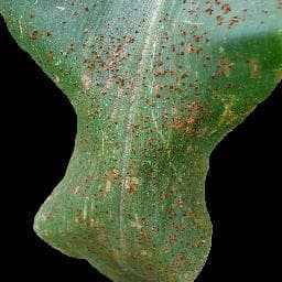 Common Rust on Corn (maize)