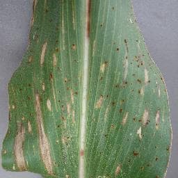Gray Leaf Spot on Corn (maize)