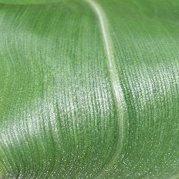 Healthy on Corn (maize)