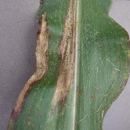 Northern Leaf Blight on Corn (maize)