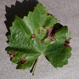 Black Rot on Grape