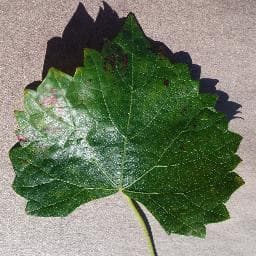 Esca (Black Measles) on Grape