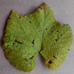Leaf Blight (Isariopsis Leaf Spot) on Grape