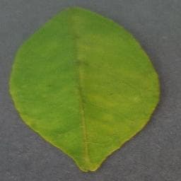 Haunglongbing (Citrus Greening) on Orange