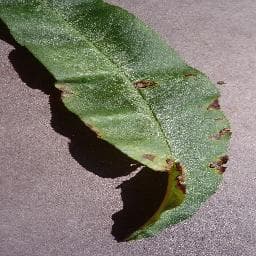 Bacterial Spot on Peach