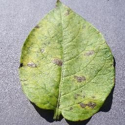 Early Blight on Potato