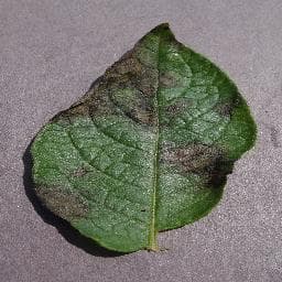 Late Blight on Potato