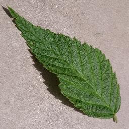 Healthy on Raspberry
