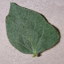 Healthy on Soybean