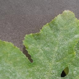 Powdery Mildew on Squash