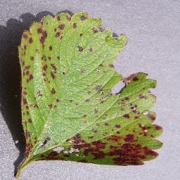 Leaf Scorch on Strawberry