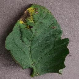 Bacterial Spot on Tomato