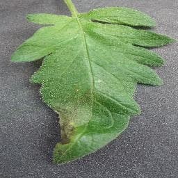 Late Blight on Tomato