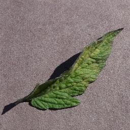 Leaf Mold on Tomato