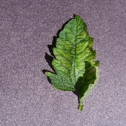Tomato Mosaic Virus on Tomato