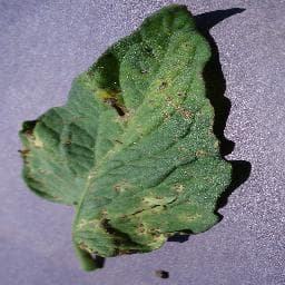 Septoria Leaf Spot on Tomato