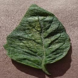Two-Spotted Spider Mite on Tomato
