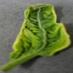 Tomato Yellow Leaf Curl Virus on Tomato