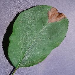 Black Rot on Apple
