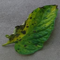 Plant leaf being analyzed by PlantCare AI